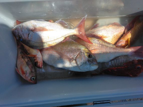シーバスの釣果写真